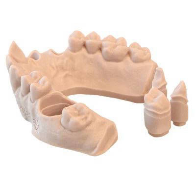 MODEL - Dental Model Resin 1