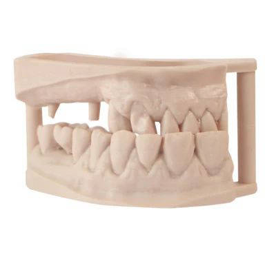 MODEL - Dental Model Resin 6