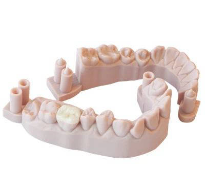 MODEL - Dental Model Resin 3