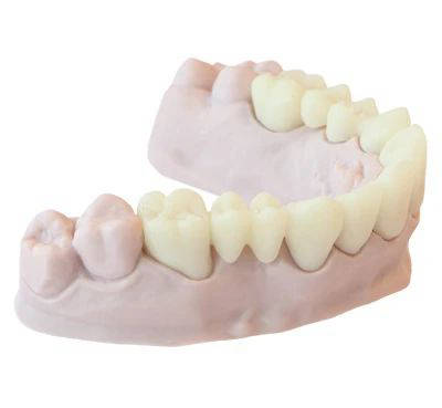 MODEL - Dental Model Resin 5
